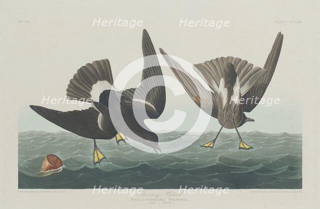 Stormy Petrel, 1835. Creator: Robert Havell.