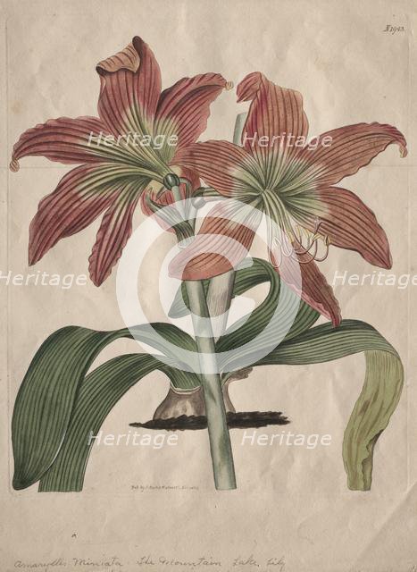 The Botanical Magazine or Flower Garden Displayed: The Mountain Lake Lily, 1827. Creator: S. Curtis (British).