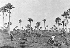 ''La foret a roniers pres de Tivaouane (Cayor central); L'Ouest Africain', 1914. Creator: Noel Freres.