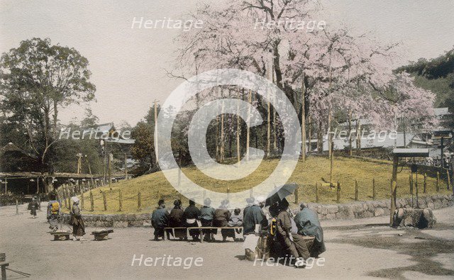 The famous cherry tree at Maruyama, Kyoto 1890's. Creator: Japanese Photographer (19th Century).