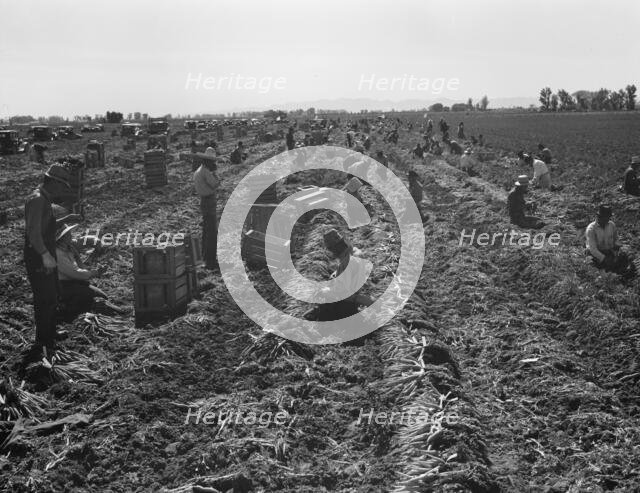 Large scale agriculture, near Meloland, Imperial Valley, 1939. Creator: Dorothea Lange.