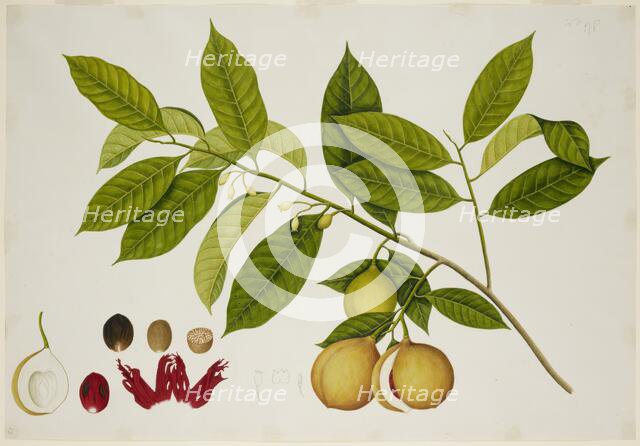 Nutmeg Tree, c1824.  Creator: Unknown.