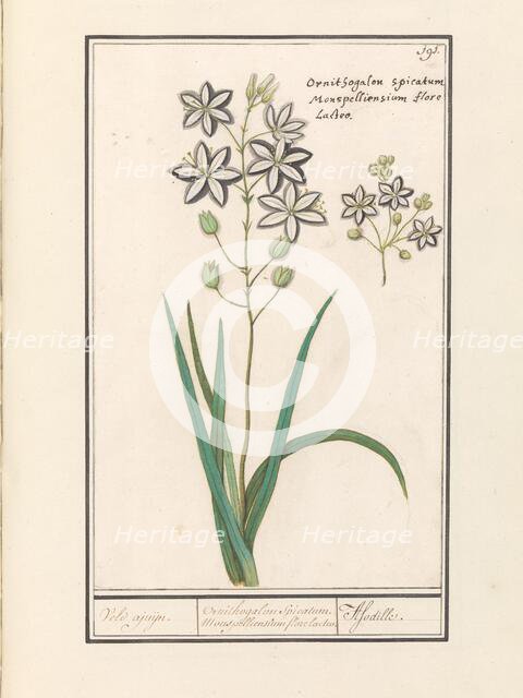 Asphodel (Asphodelus), 1596-1610. Creators: Anselmus de Boodt, Elias Verhulst.