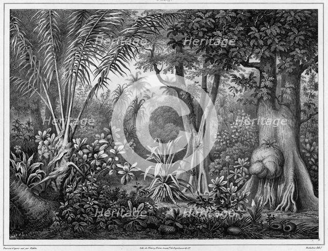 View Taken in the Interior of the Lower Caroline Islands,19th century. Creators: Friedrich Heinrich Kittlitz, Godefroy Engelmann, Louis-Pierre-Alphonse Bichebois.