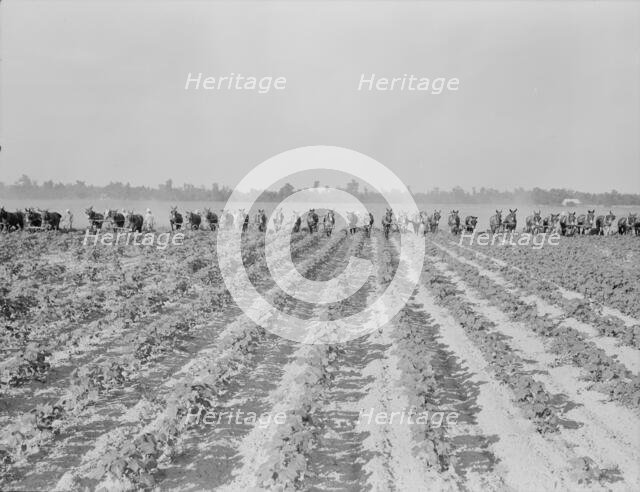 Cultivating cotton at Lake Dick project, Arkansas, 1938. Creator: Dorothea Lange.