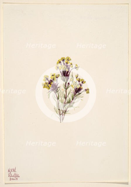 Owl's Clover (Orthocarpus erianthus), 1935. Creator: Mary Vaux Walcott.