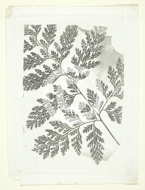 Branch of a Fern, c. 1853/58. Creator: William Henry Fox Talbot.