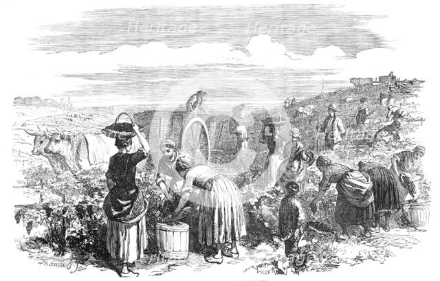 The Vintage, in Medoc, near Bordeaux, 1854. Creator: William Thomas.