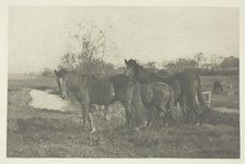 Colts on a Norfolk Marsh, 1883/87, printed 1888. Creator: Peter Henry Emerson.