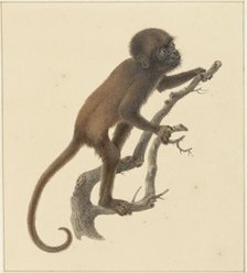 Monkey, 1759-1842. Creator: Pieter Bartholomeusz. Barbiers.