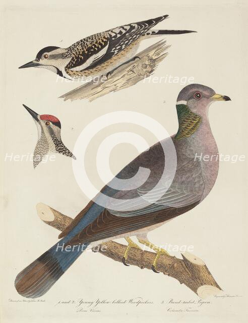Young Yellow-bellied Woodpeckers and Band-tailed Pigeon. Creator: Alexander Lawson.