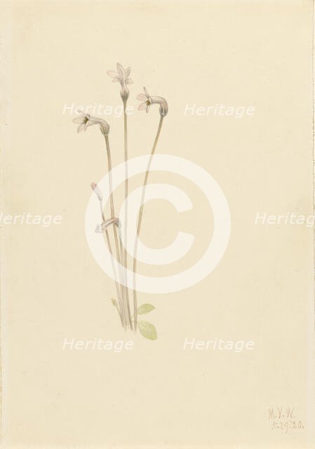 Ghostpipe (Thalesia uniflora), 1920. Creator: Mary Vaux Walcott.