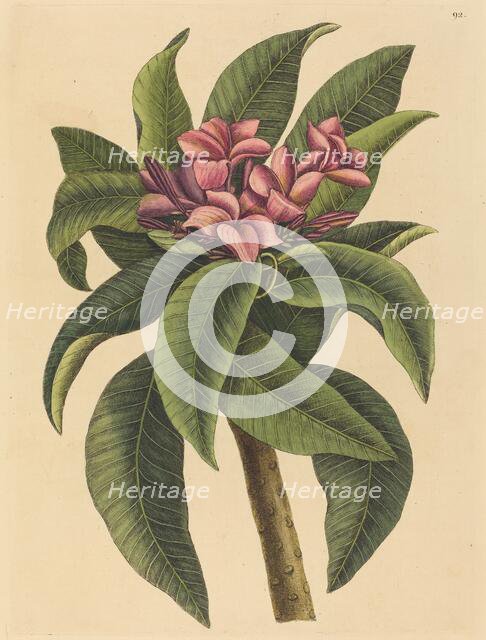 Red Frangipanni (Plumeria rubra), published 1731-1743. Creator: Mark Catesby.