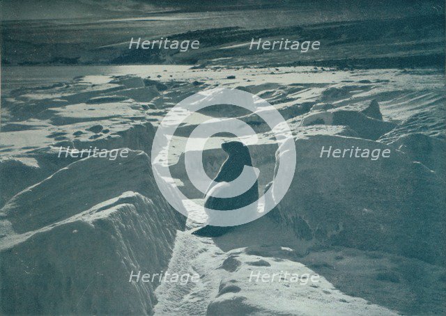 'A Weddell Seal On The Beach', c1911, (1913). Artist: Herbert Ponting.