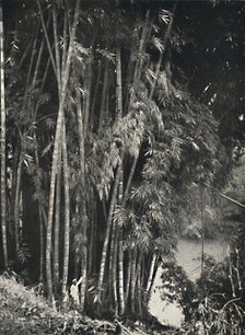 'Riesenbambus (Dendrocalamus giganteus) in Peradeniya bei Kandy', 1926. Artist: Unknown.