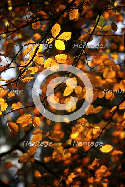 Yellow and gold autumn leaves still on the branch of a tree, 2009. Artist: James McCormick.