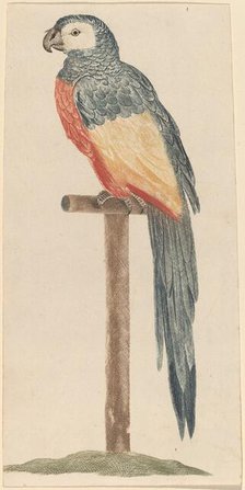 Parrot, 1680s/1690s. Creator: Workshop of Johann Teyler.