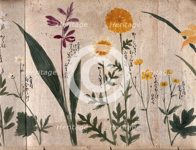 Six flowering plants, two possibly marigolds, 1870. Creator: Unknown.