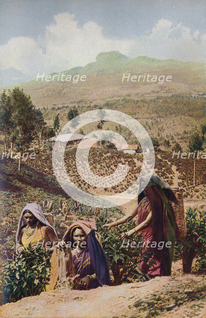 'Ceylon ...', c1920. Artist: Underwood.