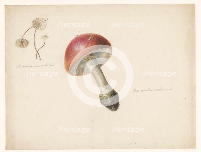 Sheet of mushroom studies, the Amanita Rubescens and the Marasmius Rotula, 1824-1900. Creator: Albertus Steenbergen.