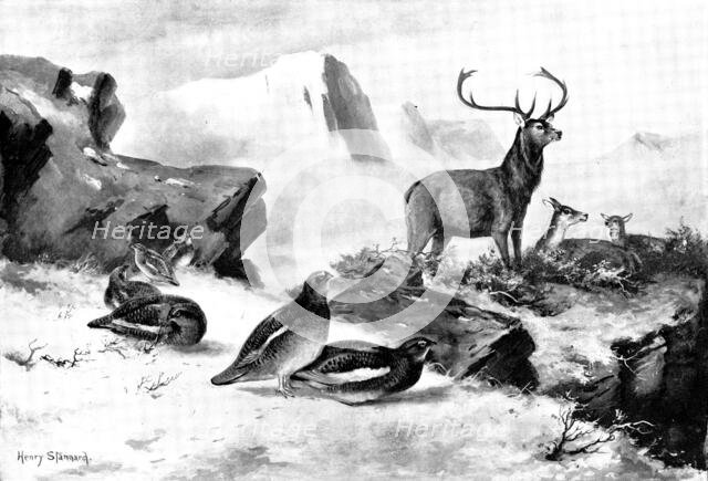 The Haunt of the Ptarmigan, 1898. Creators: Unknown, Henry Stannard.