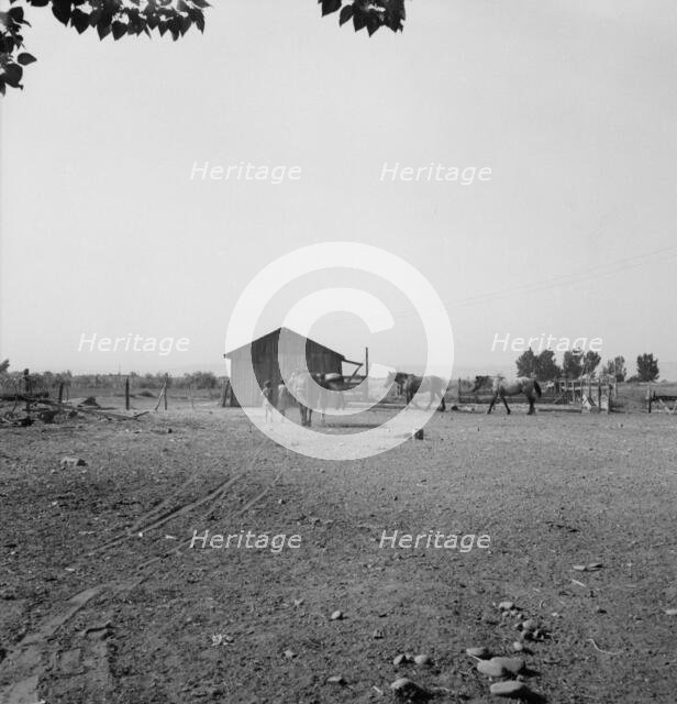 Possibly: Chris Adolf, his team, and...children on their new farm, Washington, Yakima Valley, 1939. Creator: Dorothea Lange.