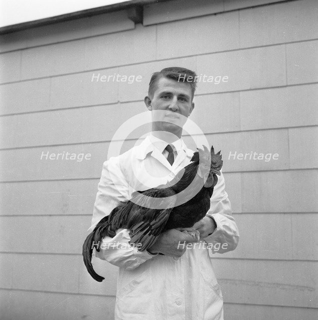 Man with a rooster, 1959. Artist: Unknown