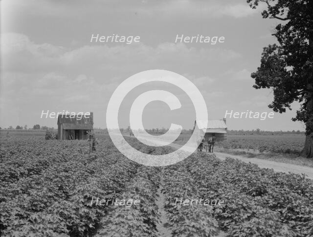 A cotton patch in the Delta area in Mississippi, 1937. Creator: Dorothea Lange.