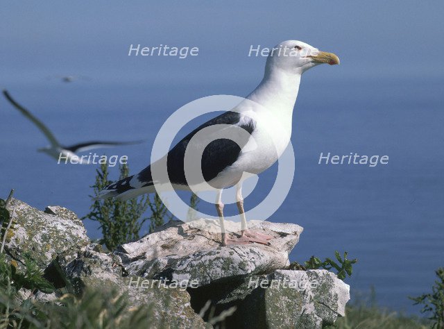 Greater black back gull.