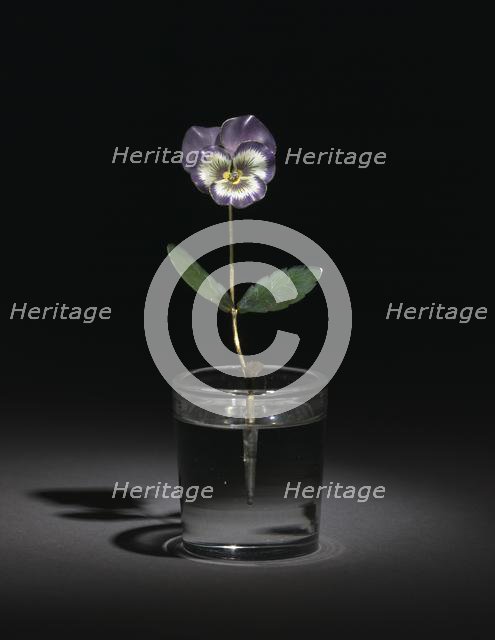 Pansy, before 1919. Creator: Unknown.