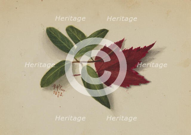 Untitled, 1873. Creator: Mary Vaux Walcott.