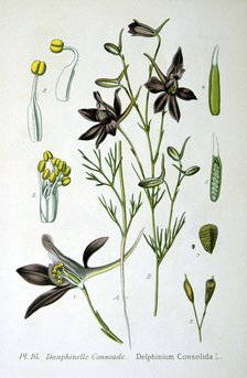 Larkspur, 1893. Artist: Unknown