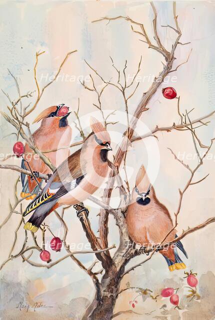 Untitled - rosehips, c1908. Creator: Mary Milne.