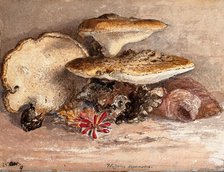 A bracket fungus (Polyporus squamosus): group of fruiting bodies. Creator: Unknown.