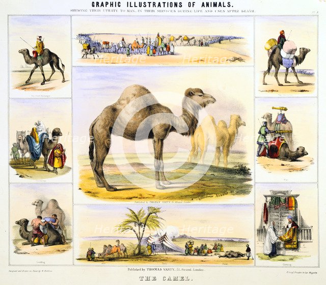 'The Camel', c1850. Artist: Benjamin Waterhouse Hawkins