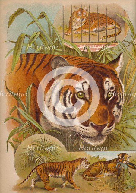'The Tiger', c1900. Artist: Helena J. Maguire.