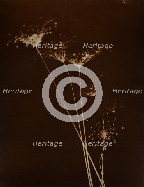 Untitled, 1923-1929. Creator: Curtis Moffat.