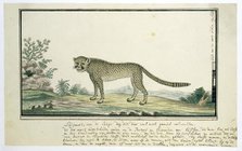 Acinonyx jubatus (Cheetah), 1777-1786. Creator: Robert Jacob Gordon.