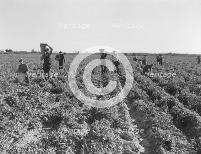End of the day, pea pickers, near Calipatria, California, 1939. Creator: Dorothea Lange.
