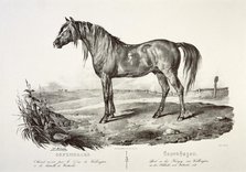 Copenhagen, the Duke of Wellington's horse, 19th century. Artist: Unknown.
