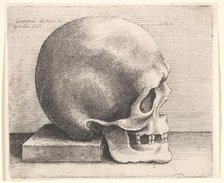 Skull in profile to right, 1645. Creator: Wenceslaus Hollar.