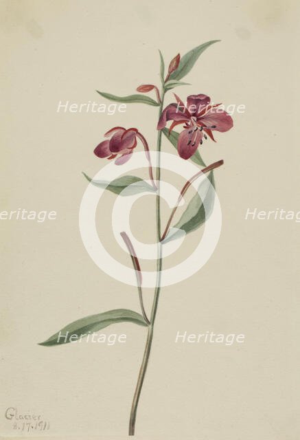 Red Willowweed (Epilobium latifolium), 1911. Creator: Mary Vaux Walcott.