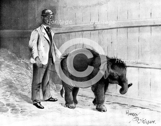 Burmese baby-elephant, forty-three inches high: the smallest ever brought to England, 1898. Creator: Unknown.