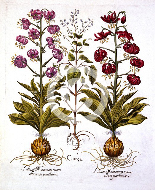 Turk's Cap Lily and Enchanter's Nightshade, from 'Hortus Eystettensis', by Basil Besler (1561-1629),