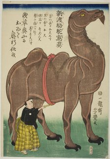 True Drawing of a Newly Arrived Camel (Shinto rakuda shashin), 1863. Creator: Utagawa Yoshitoyo.