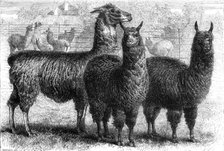Mr. Ledger's alpacas and llamas at Sophienburg, the seat of Mr. Atkinson, New South Wales, 1861. Creator: Pearson.