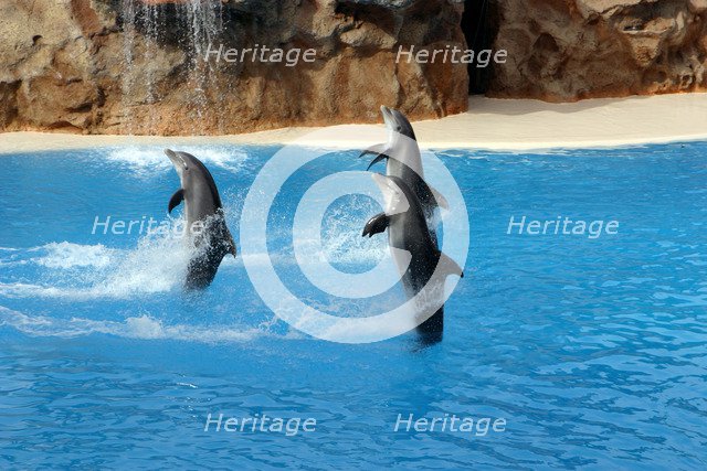 Dolphin show, Loro Parque, Tenerife, Canary Islands, 2007.