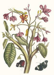 Jasmin des Indes. From the Book Metamorphosis insectorum Surinamensium, 1705. Creator: Merian, Maria Sibylla (1647-1717).