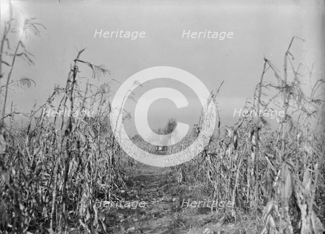 Boy Scouts, Boy Scout Farm, 1917. Creator: Harris & Ewing.