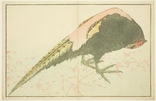 Male Pheasant, from The Picture Book of Realistic Paintings of Hokusai (Hokusai..., Japan, c. 1814. Creator: Hokusai.